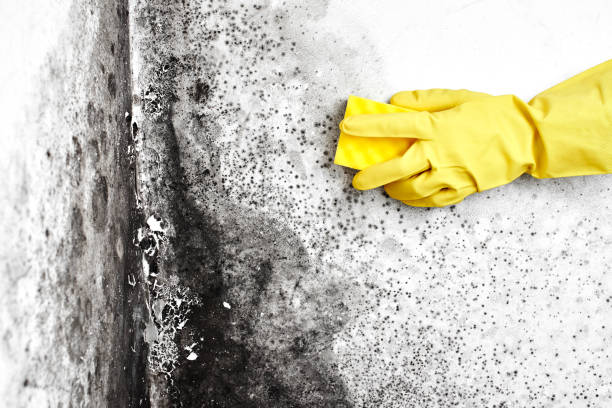 Best Preventive Mold Services in Tomball, TX
