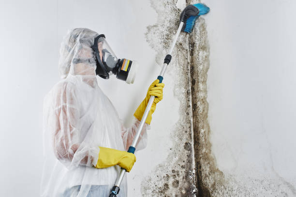 Trusted Tomball, TX Mold Remediation Experts