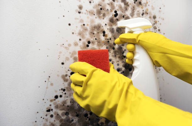 Best Residential Mold Remediation in Tomball, TX