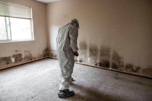 Best White Mold Remediation in Tomball, TX