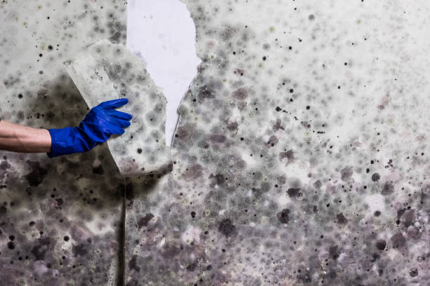 Best Basement Mold Remediation in Tomball, TX